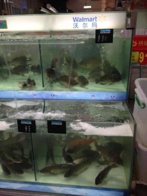 Live fish in fish tanks in the grocery section at Wal-Mart.